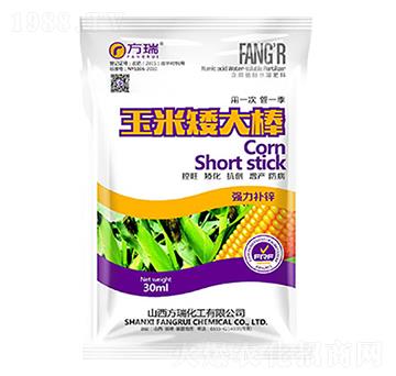 玉米矮大棒-方瑞